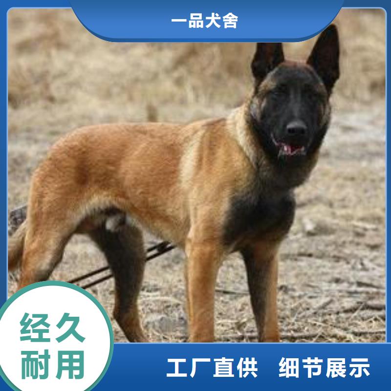 【马犬】_卡斯罗犬供货及时