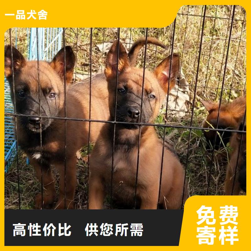 马犬_【卡斯罗犬】真正的源头厂家{一品}