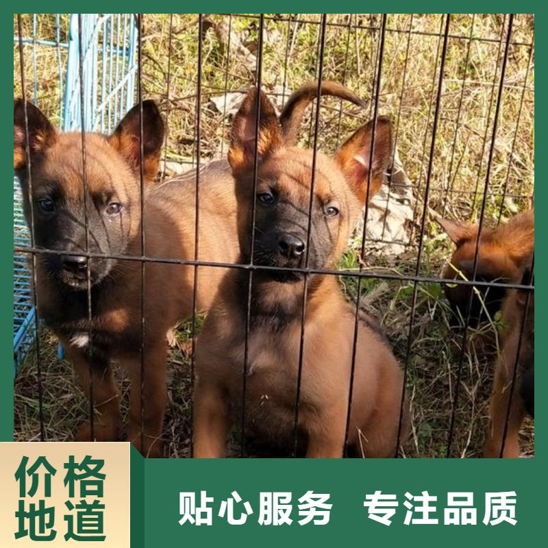 【马犬】_卡斯罗犬供货及时