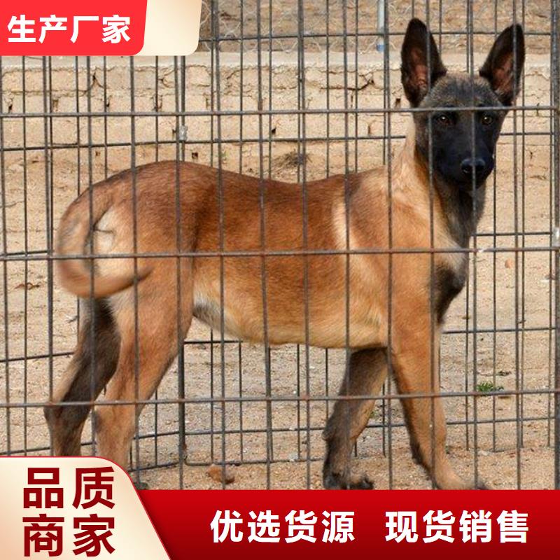 马犬_【卡斯罗犬】真正的源头厂家{一品}