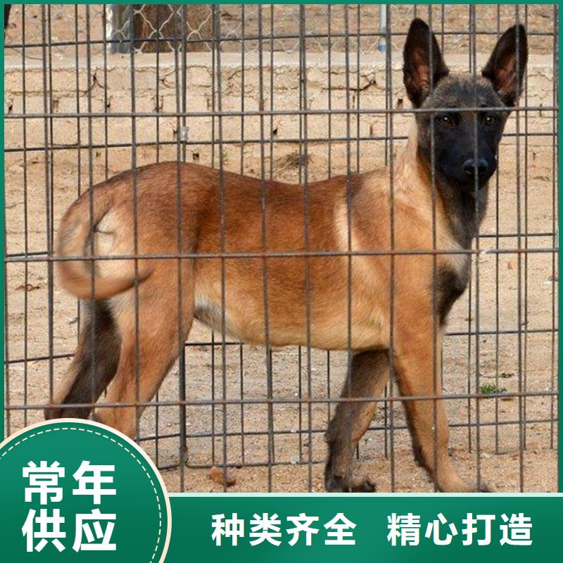 【马犬】_卡斯罗犬供货及时