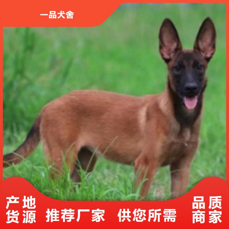 【马犬】_卡斯罗犬供货及时