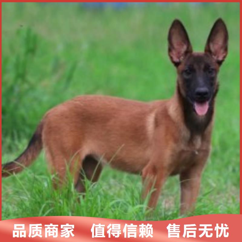 马犬_【卡斯罗犬】真正的源头厂家{一品}