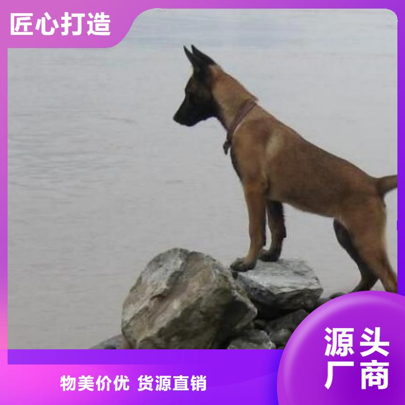 马犬_【卡斯罗犬】真正的源头厂家{一品}