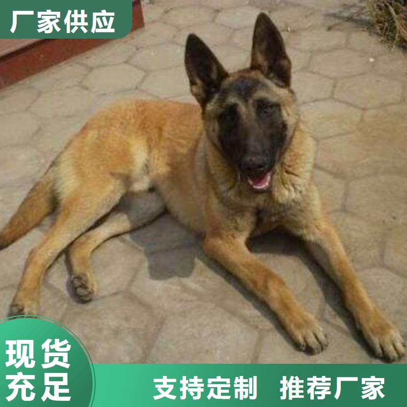 【马犬】_卡斯罗犬供货及时