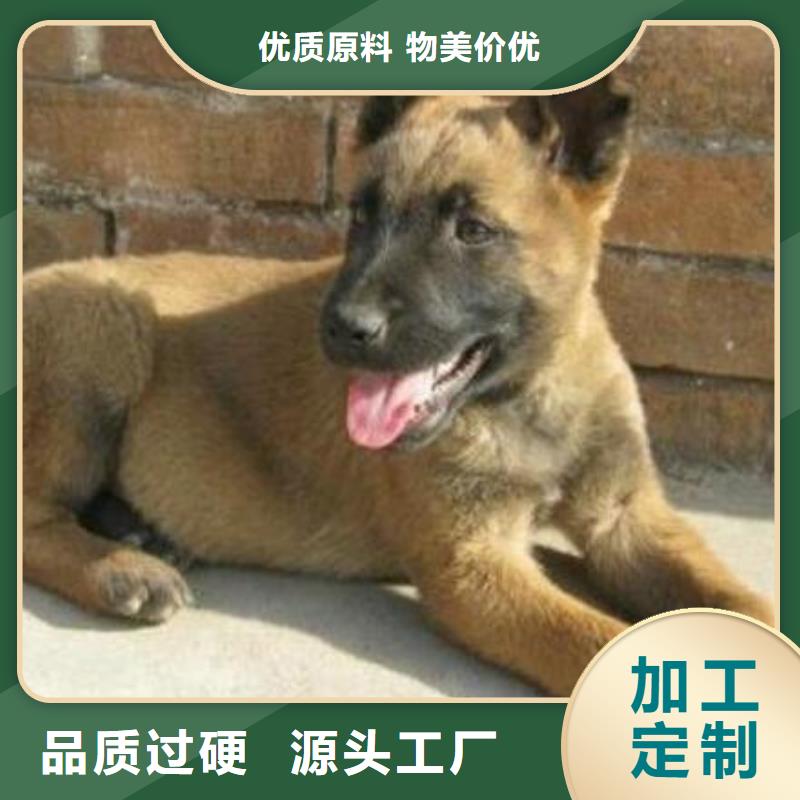 马犬_【卡斯罗犬】真正的源头厂家{一品}