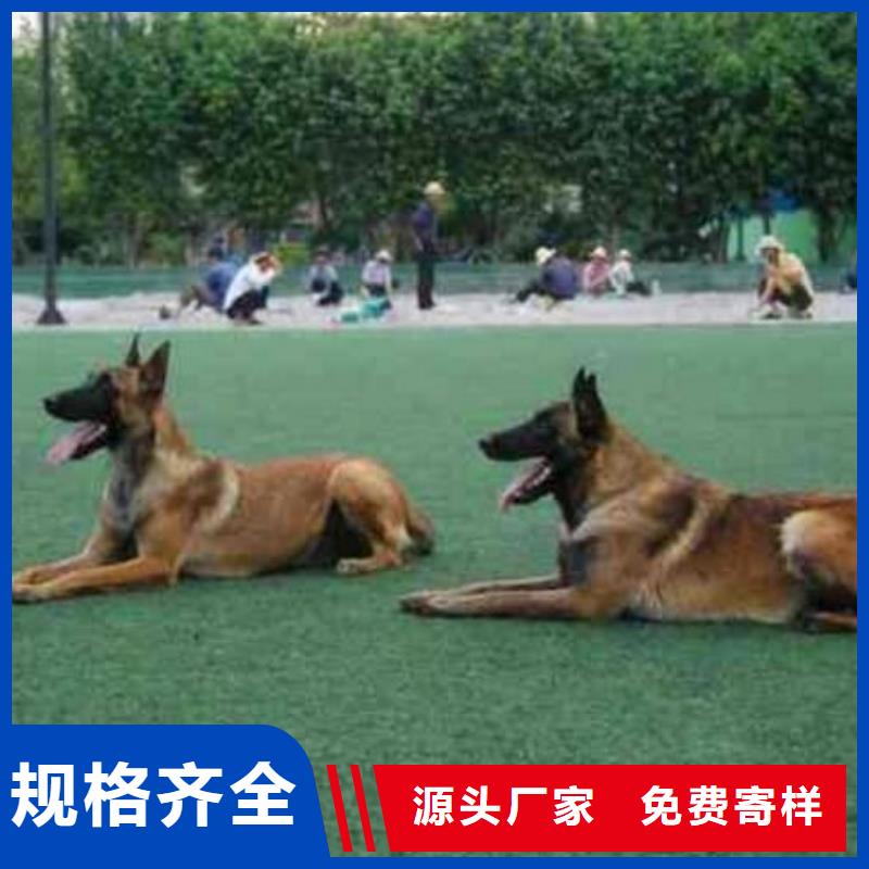 【马犬】_卡斯罗犬供货及时