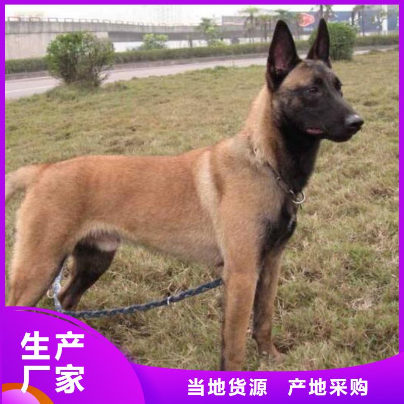 马犬_【卡斯罗犬】真正的源头厂家{一品}