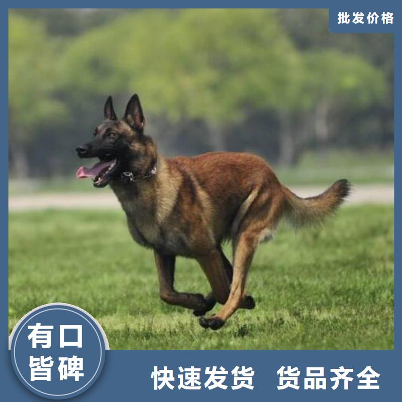 【马犬】_卡斯罗犬供货及时