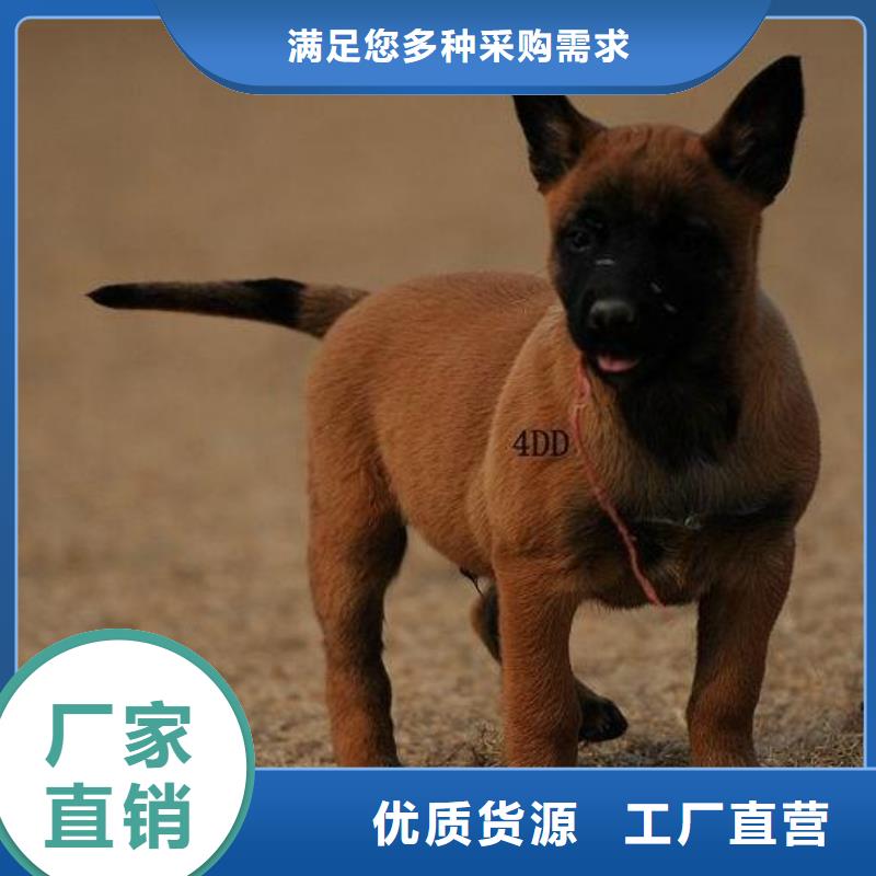 【马犬】_卡斯罗犬供货及时