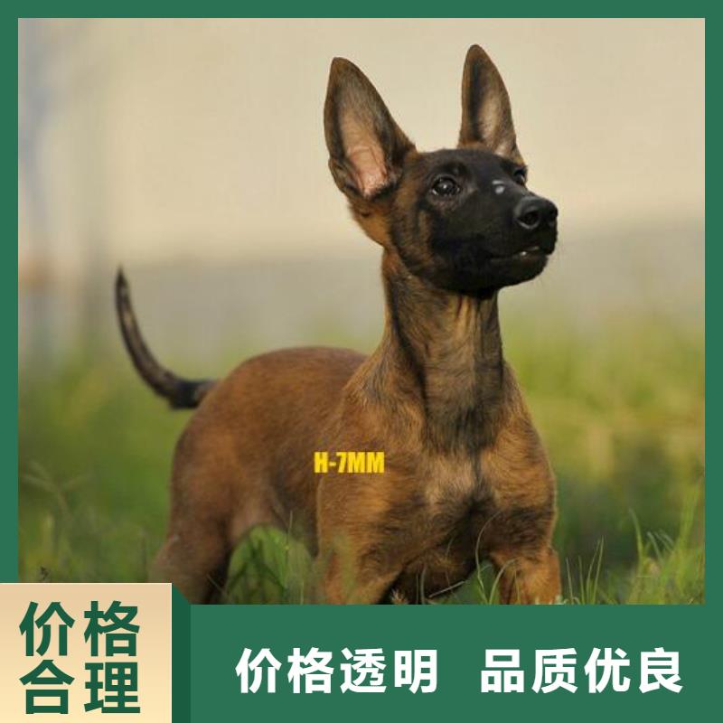 马犬_【卡斯罗犬】真正的源头厂家{一品}