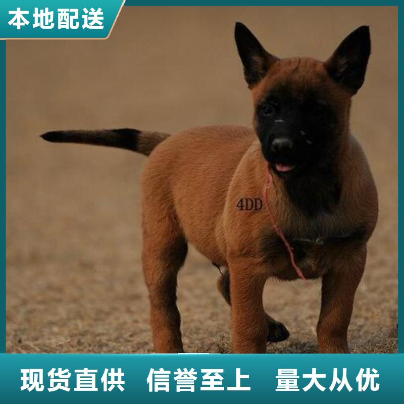 马犬_【卡斯罗犬】真正的源头厂家{一品}