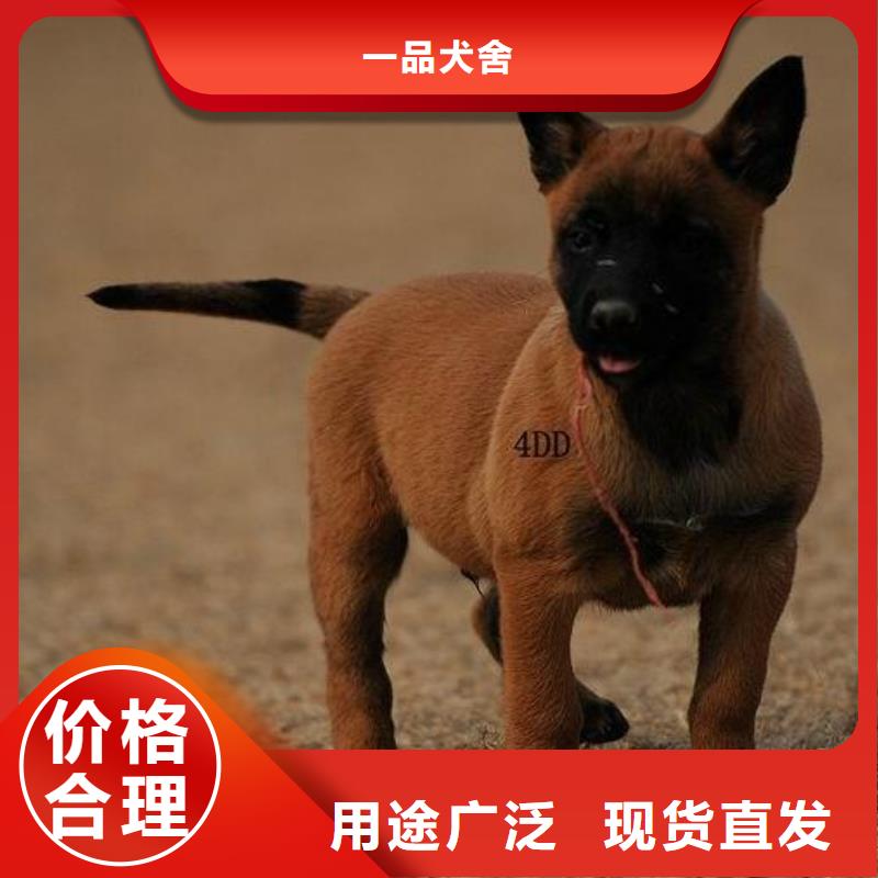 【马犬】_卡斯罗犬供货及时