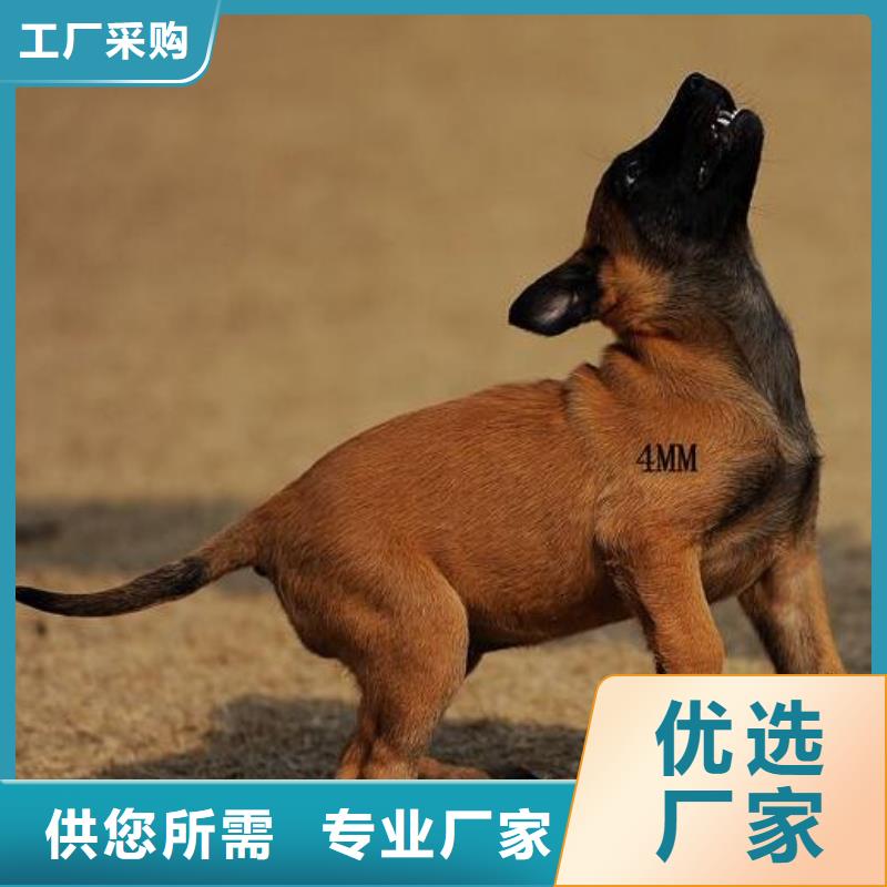 【马犬】_卡斯罗犬供货及时