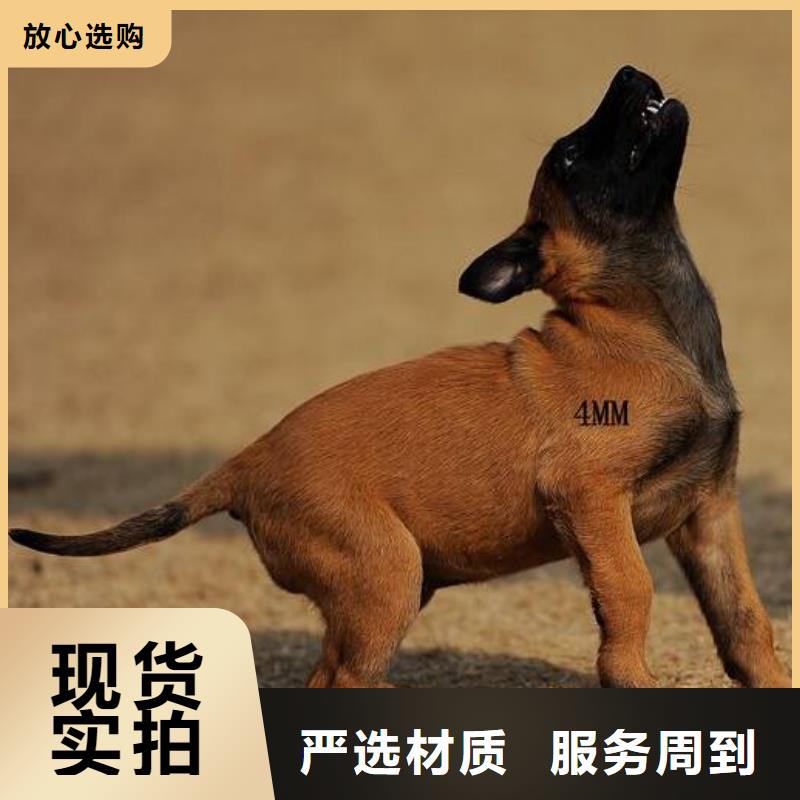 马犬_【卡斯罗犬】真正的源头厂家{一品}