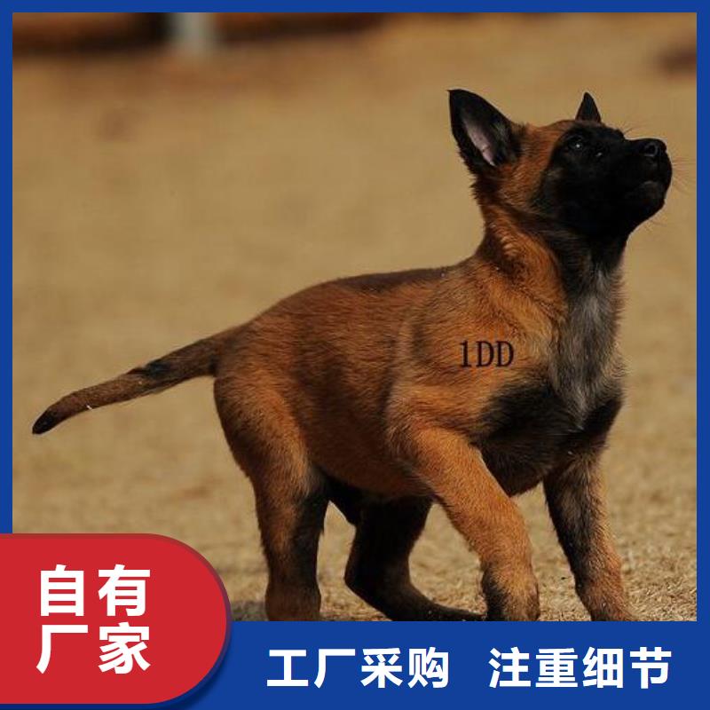 【马犬】_卡斯罗犬供货及时