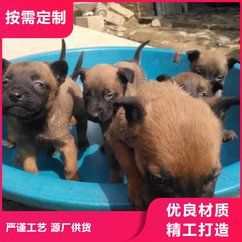 【马犬】_卡斯罗犬供货及时