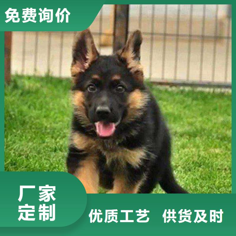 【德国牧羊犬杜高犬厂家经验丰富】