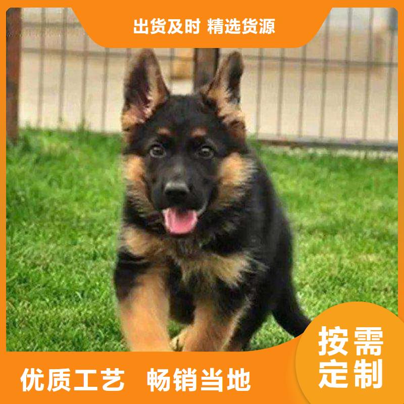 德國牧羊犬【羅威納犬】專注品質