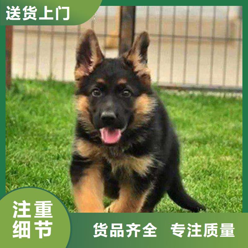 德國牧羊犬-德牧犬售后服務完善