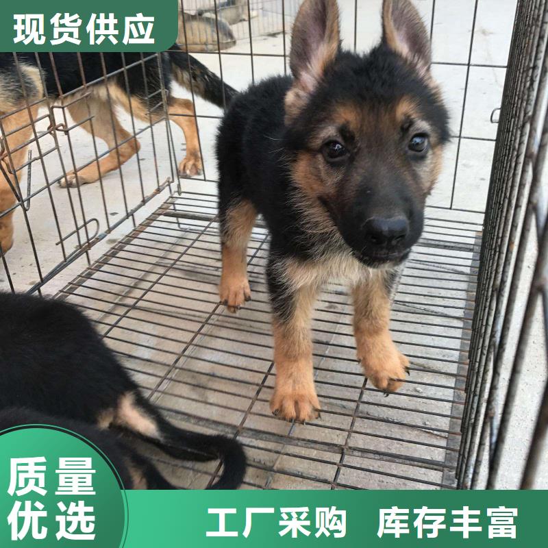 德國牧羊犬,黑狼商家直供