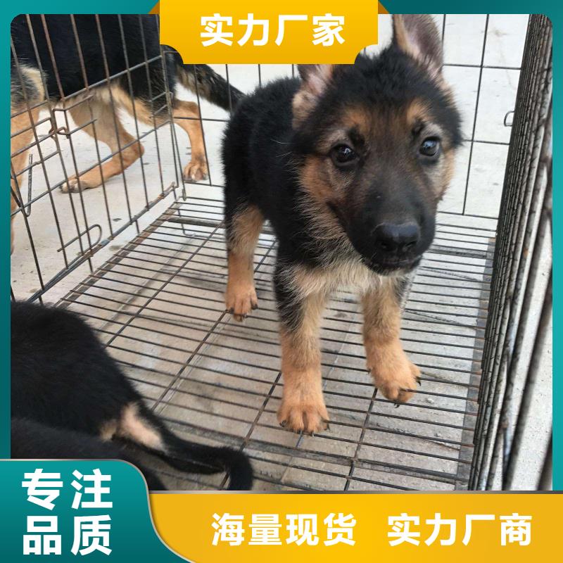 德國牧羊犬羅威納犬實力見證