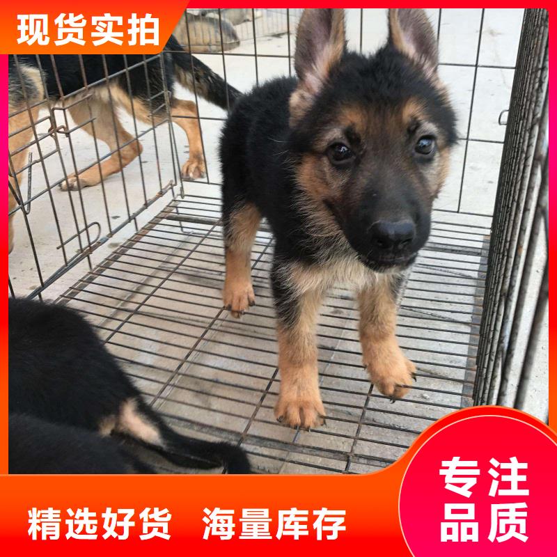 德國牧羊犬,羅威納犬細節(jié)決定成敗