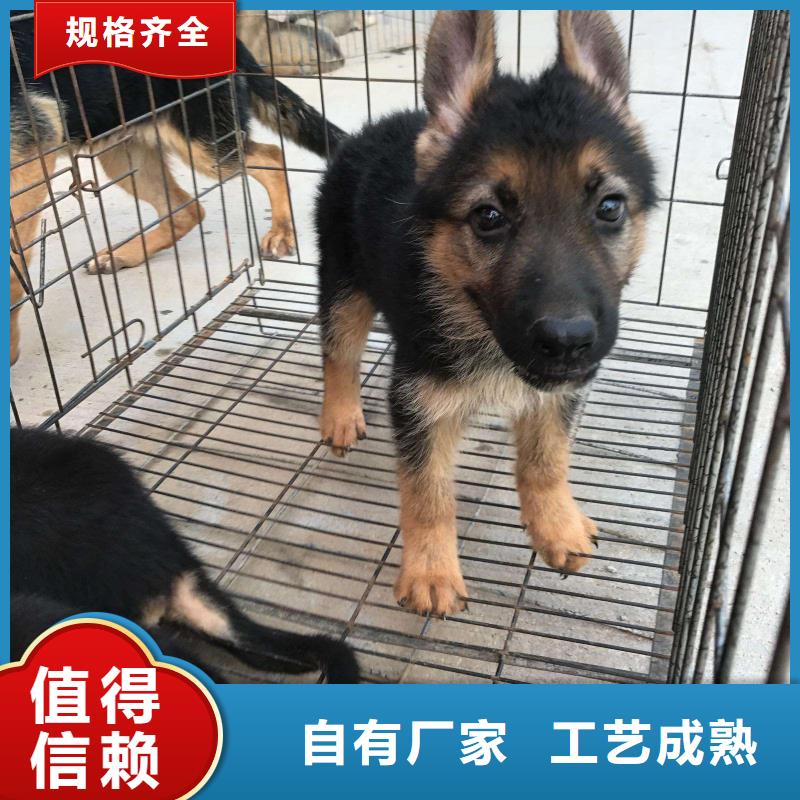 德國牧羊犬杜賓犬真材實料誠信經營