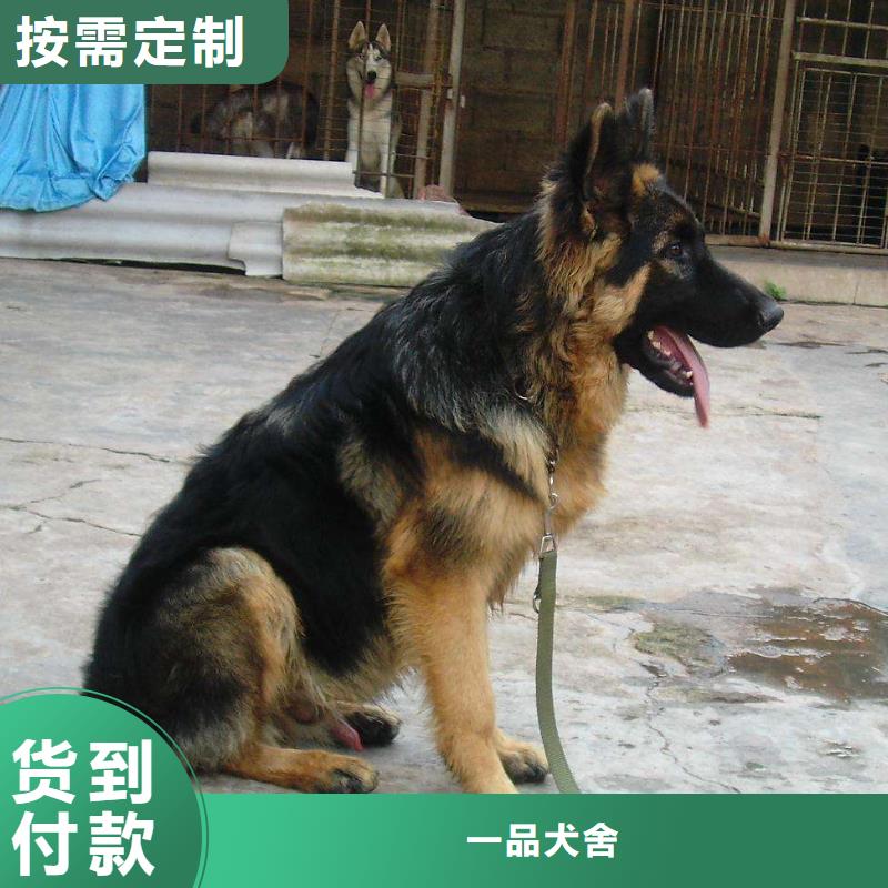 德國牧羊犬杜賓犬客戶信賴的廠家