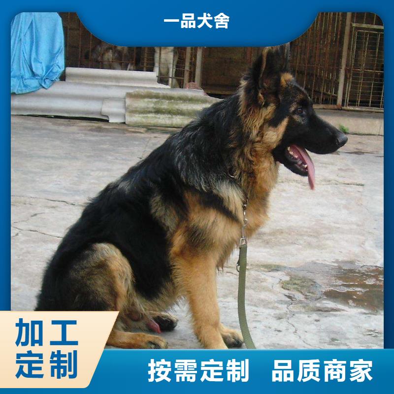 【德國牧羊犬杜高犬廠家經驗豐富】