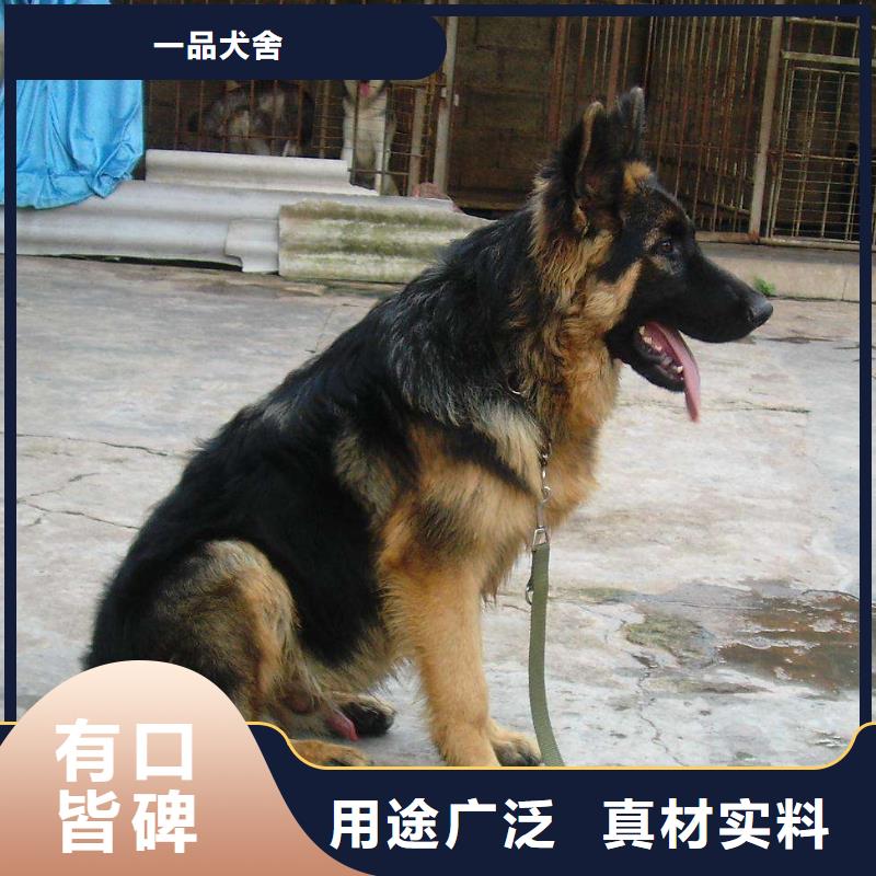 德国牧羊犬【卡斯罗犬】厂家销售