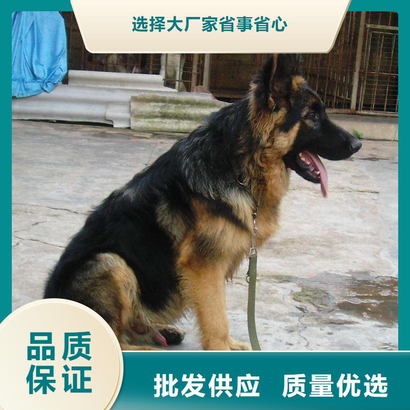 德國牧羊犬【羅威納犬】專注品質