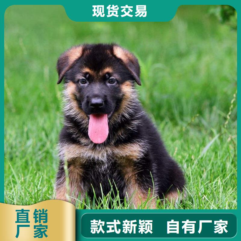 德國牧羊犬-德牧犬廠家直銷省心省錢