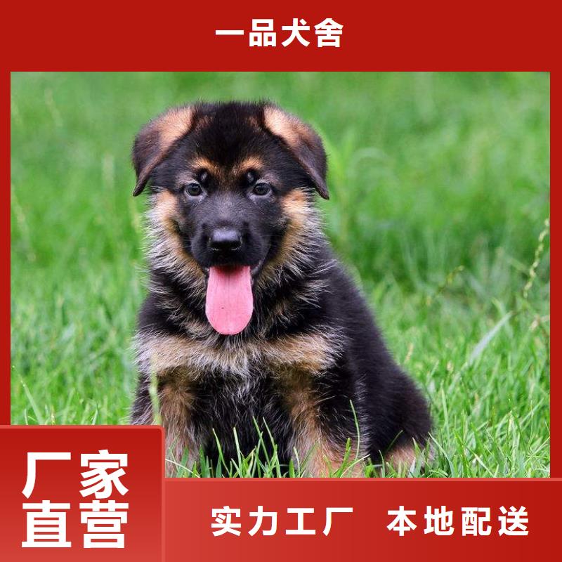 德國牧羊犬【羅威納犬】專注品質