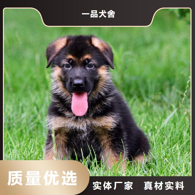 德國(guó)牧羊犬-卡斯羅犬品質(zhì)保證實(shí)力見(jiàn)證