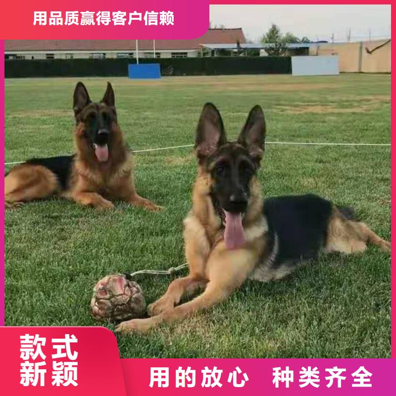 【德国牧羊犬比特犬认准大品牌厂家】