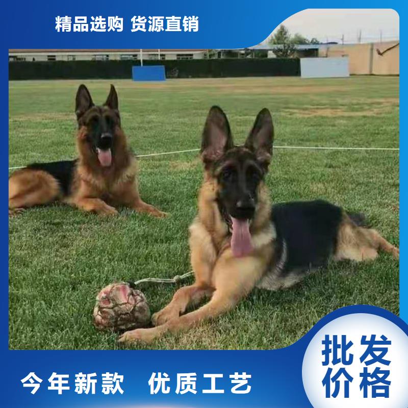 德國牧羊犬拉布拉多犬源頭直供