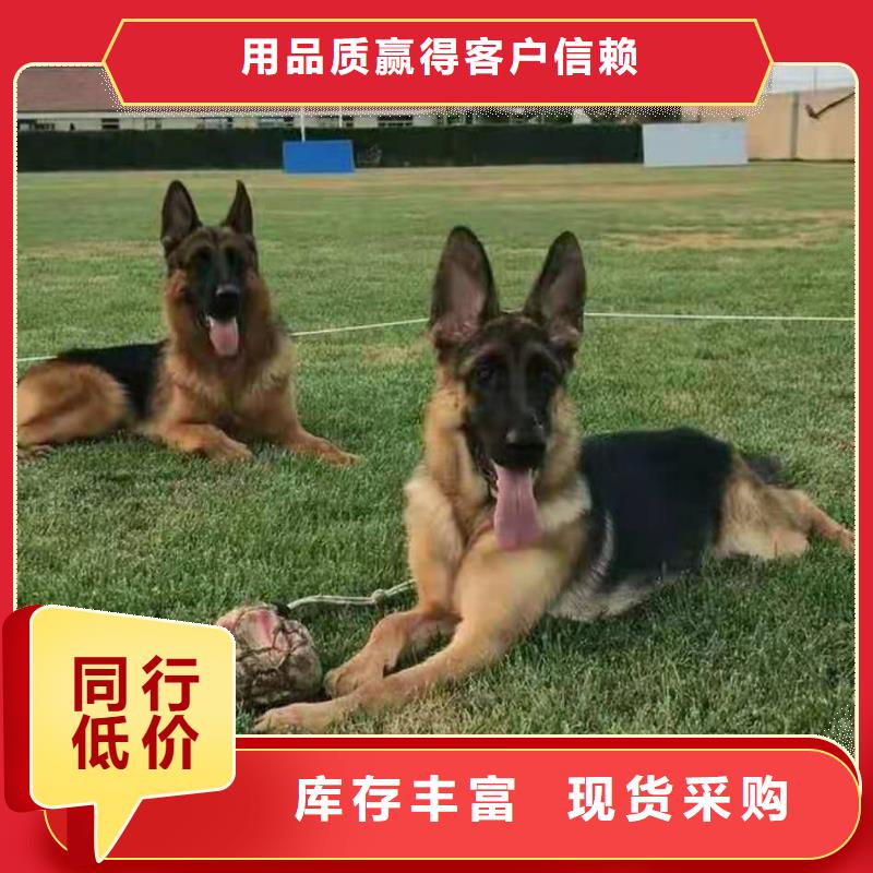 德國牧羊犬杜賓犬省心又省錢