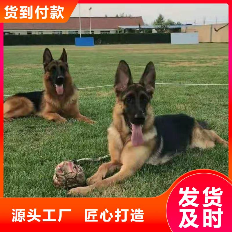 【德国牧羊犬杜高犬厂家经验丰富】