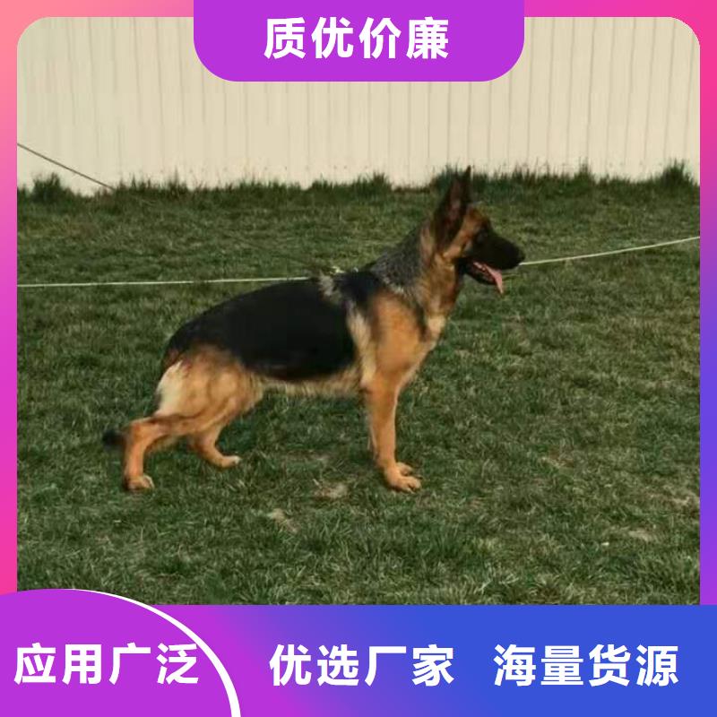 【德國牧羊犬】-羅威納犬自主研發