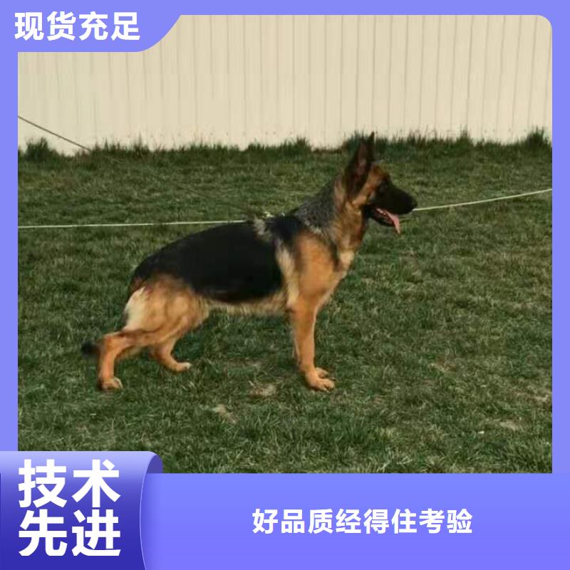 德國牧羊犬【卡斯羅犬】廠家銷售