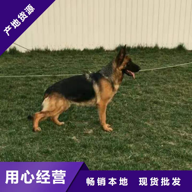 德國牧羊犬高加索犬質優價廉