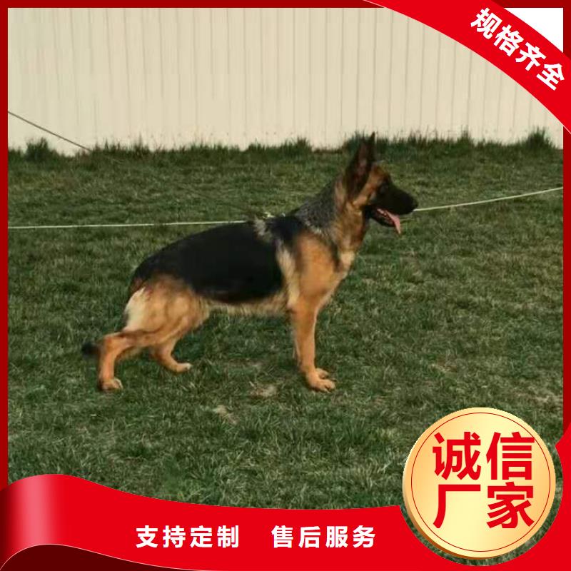 【德國牧羊犬】高加索犬高標準高品質