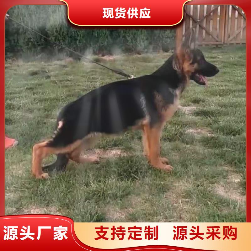 德國牧羊犬杜賓犬客戶信賴的廠家