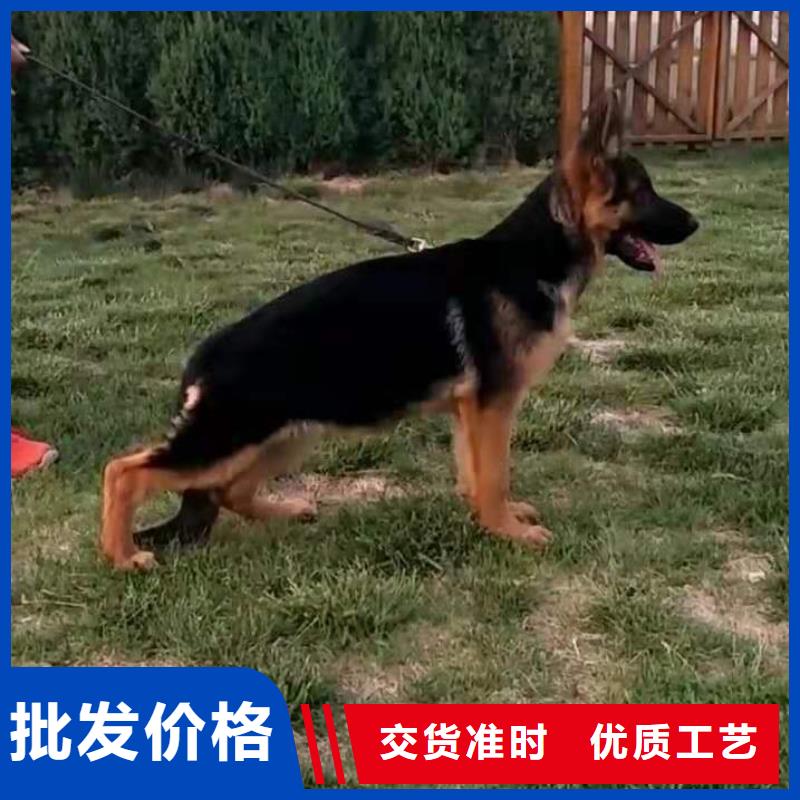 【德国牧羊犬德牧犬真材实料】