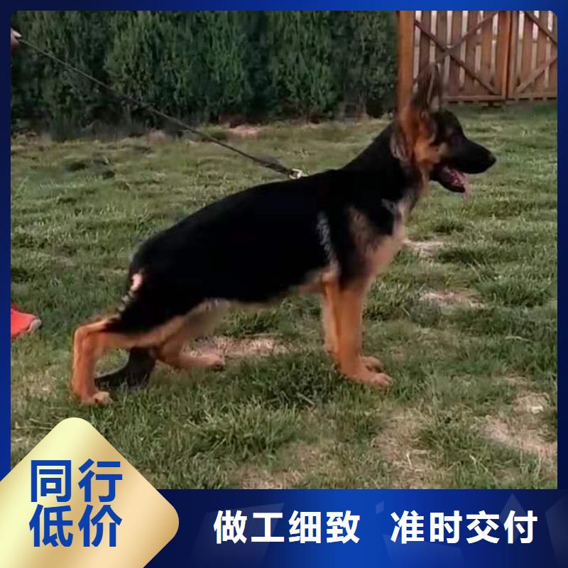 德国牧羊犬-杜高犬供您所需