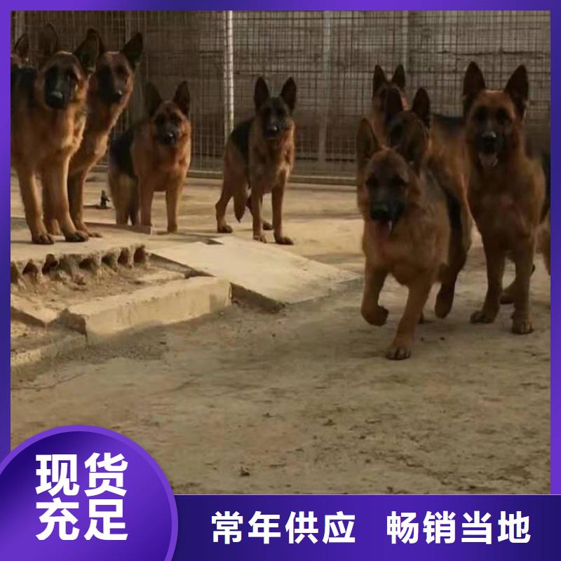 【德國牧羊犬馬犬選擇我們沒錯】