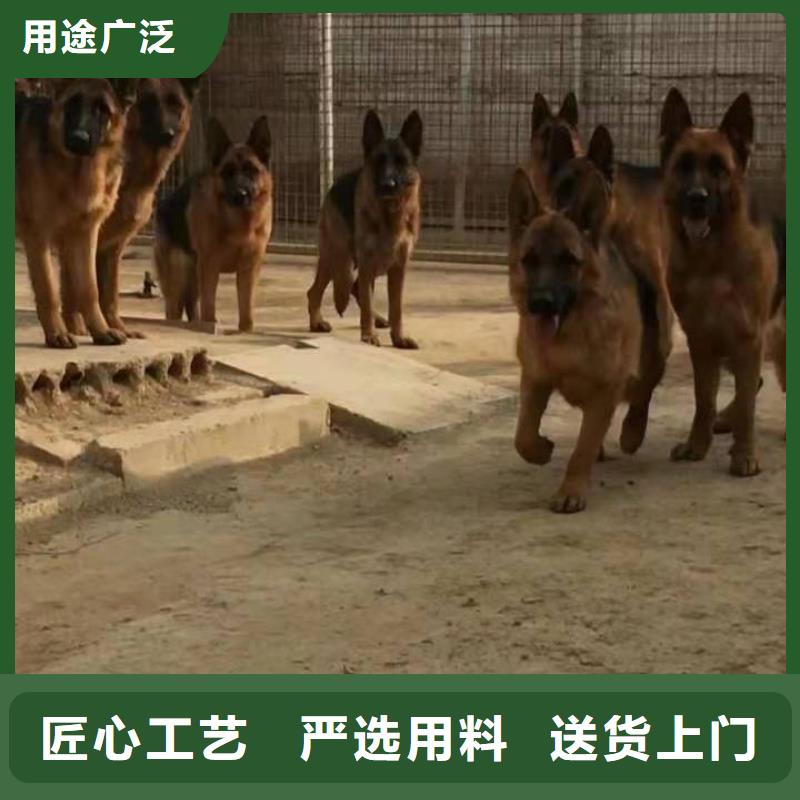 【德國牧羊犬杜高犬廠家經驗豐富】