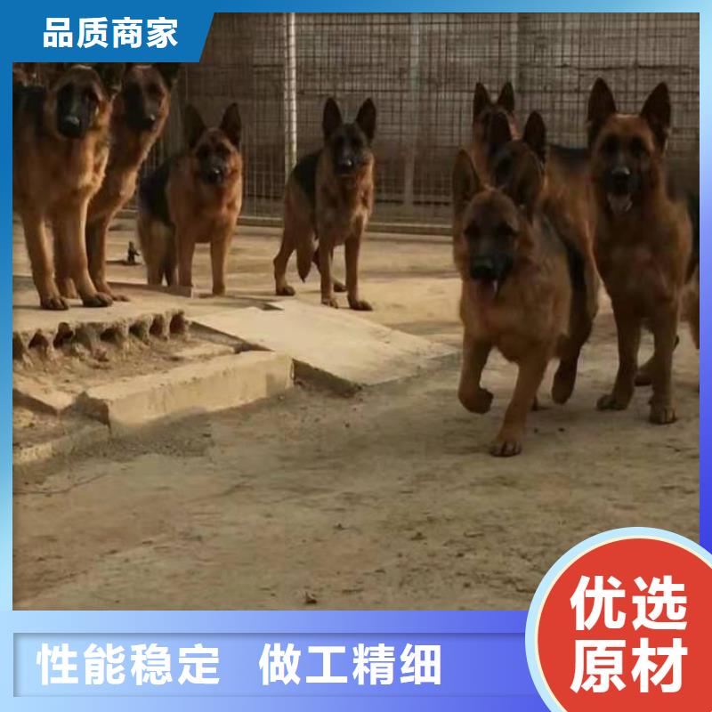 德國牧羊犬_卡斯羅犬用心提升細節(jié)