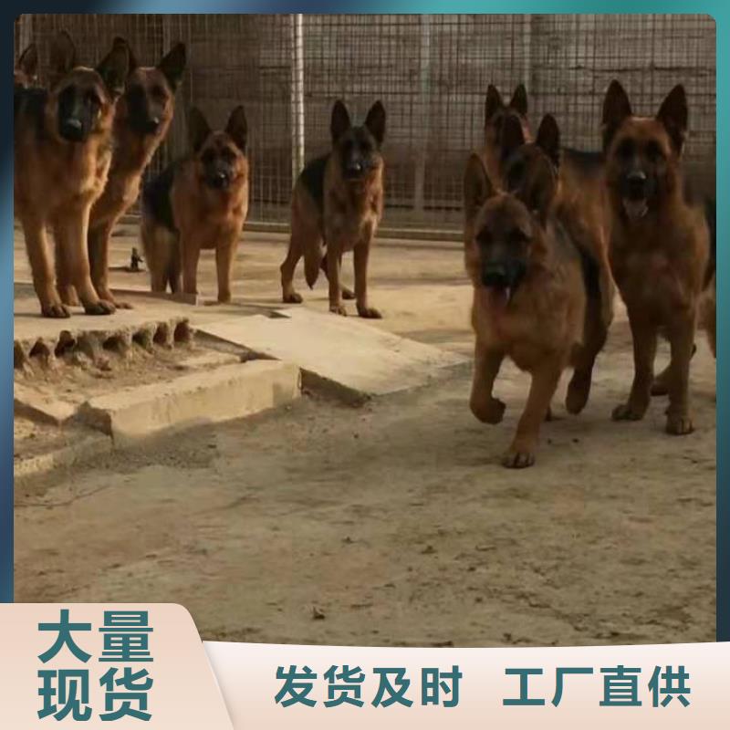 德國牧羊犬羅威納犬誠信經營現貨現發